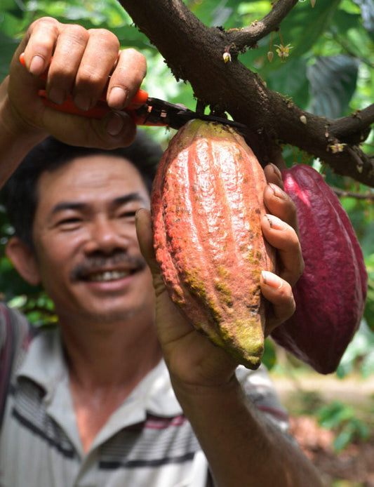 The Journey of Vietnamese Cacao
