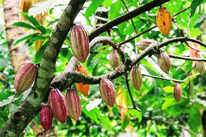 Award Certificate and Testing Documents – Grevista cocoa
