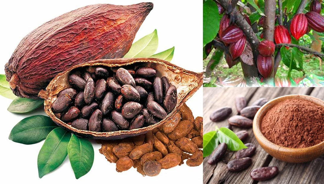 4 Things to Note When Using Cocoa Powder