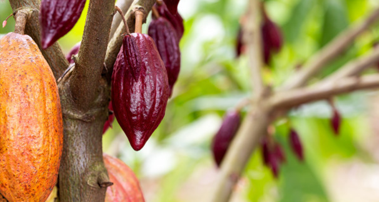 Cocoa Varieties Around the World and Their Characteristics
