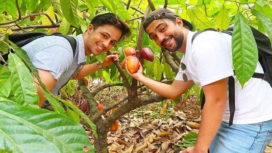 Famous Cocoa-Growing Regions in Vietnam – Grevista cocoa