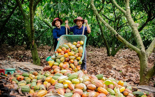 History, Origin, and Ecological Characteristics of the Cocoa Tree – Grevista cocoa