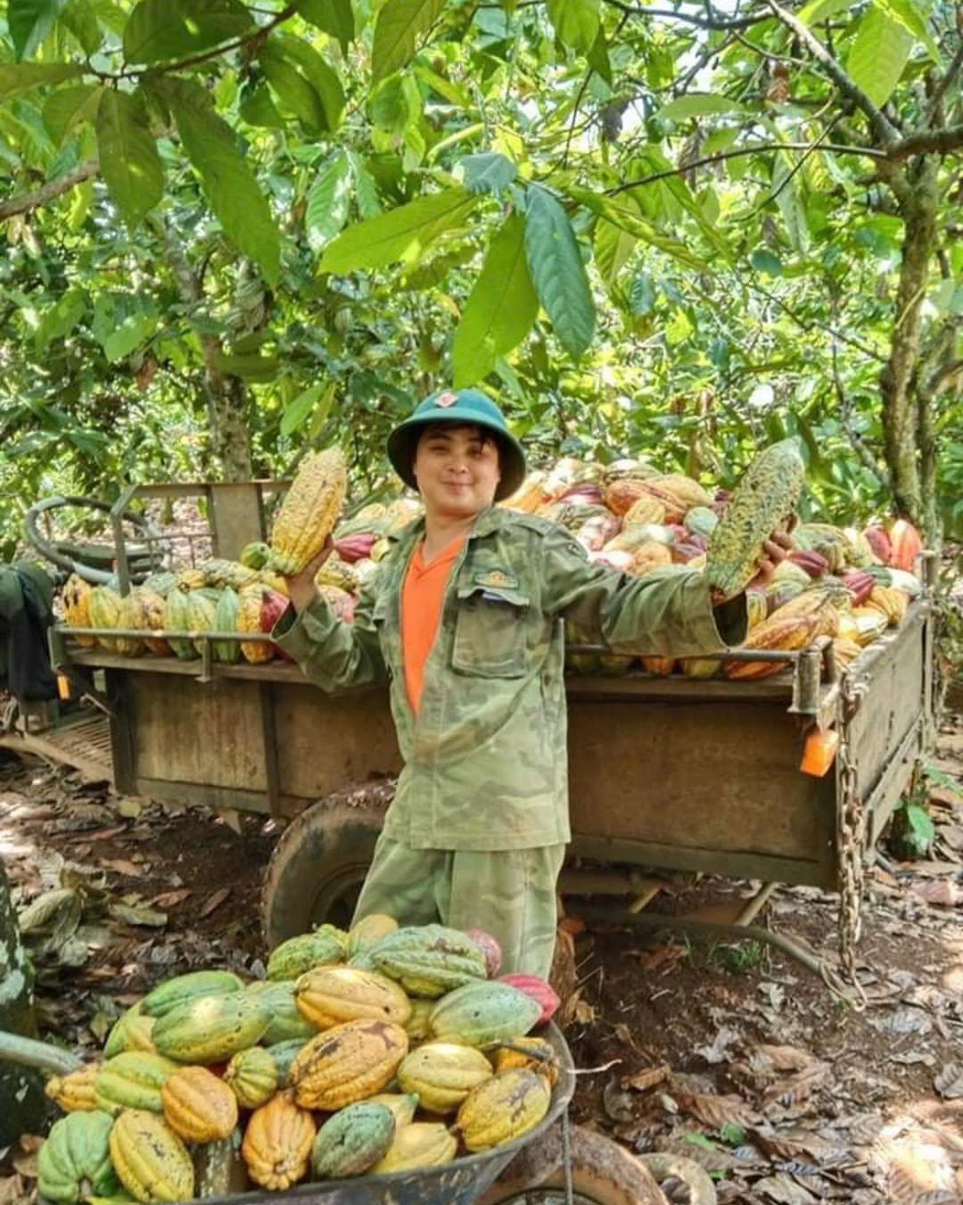 Vietnamese cacao farmer harvesting ripe Trinitario pods into a trailer